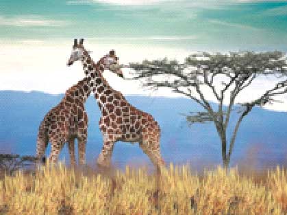 3D LiveLife magneet: Giraffen