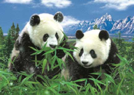 3D LiveLife magneet: Panda's