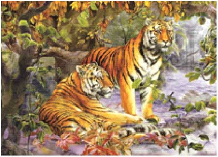 3D LiveLife magneet: Twee tijgers