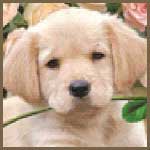 Honden