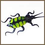 Insecten