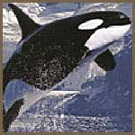 Orcas